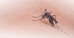 el dengue y el mosquito