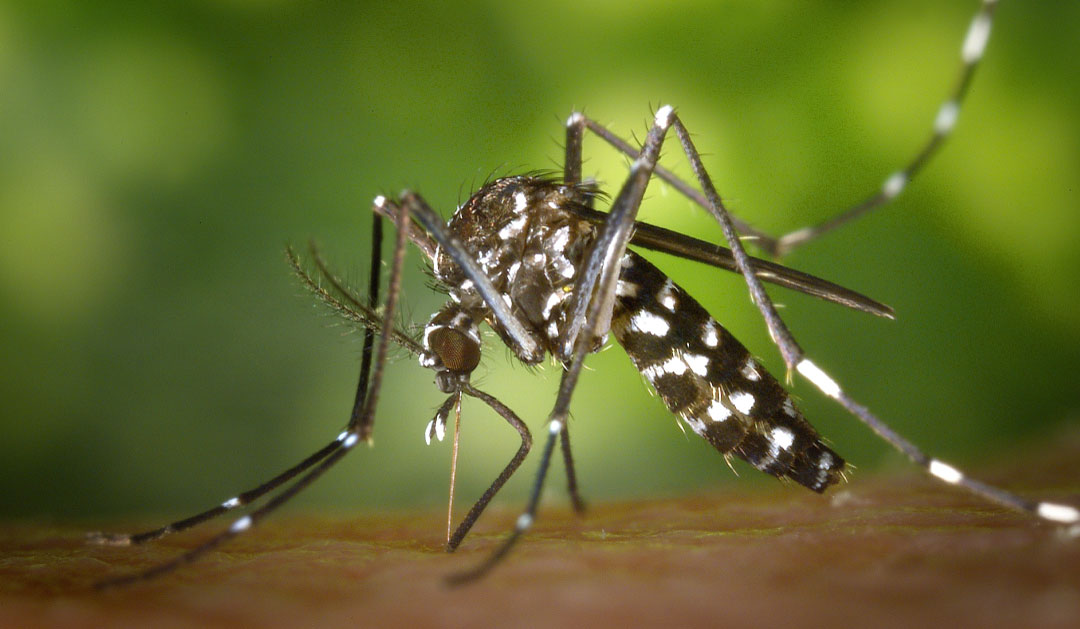 Brote de dengue en Argentina: cuidados, prevención y tratamiento