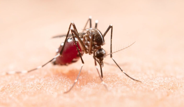 El Dengue en Argentina: Desafíos y Prevención