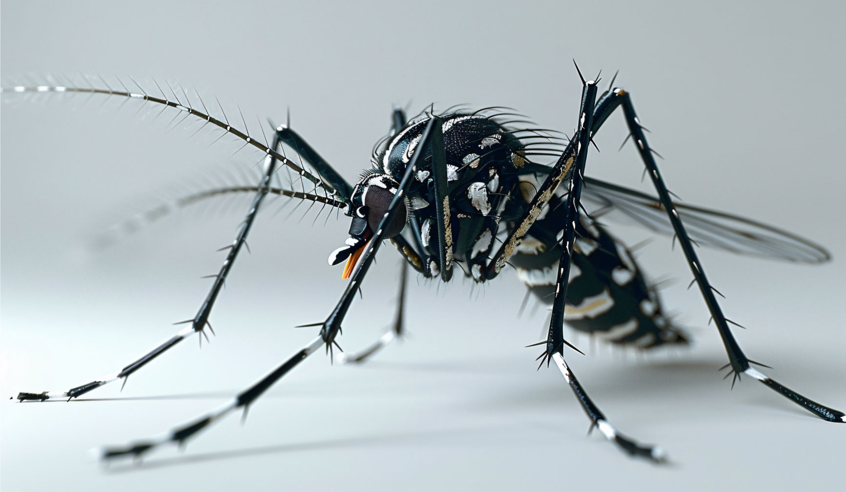 mutación que vuelve más resistente al mosquito Aedes aegypti